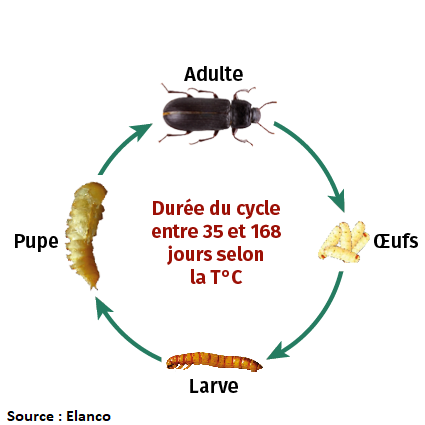 Cycle ténébrions