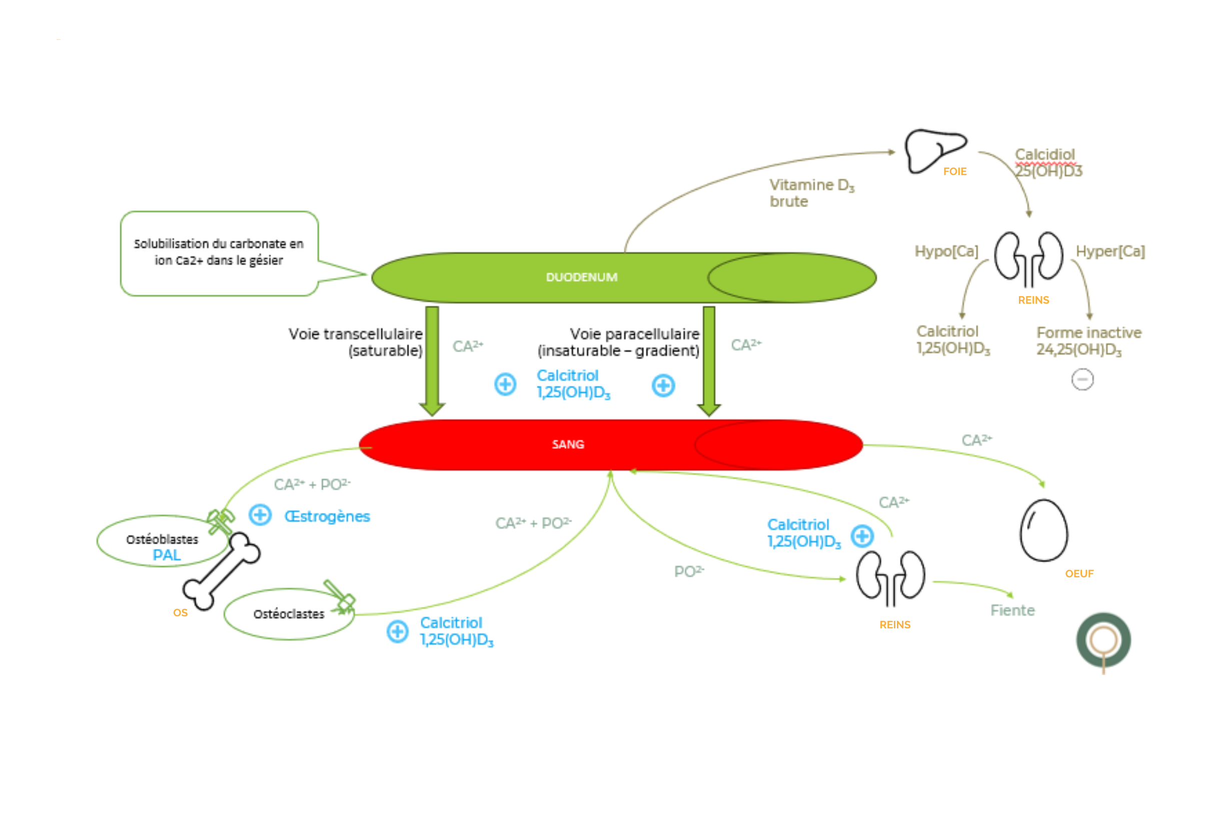 figure 1 plume verte 72