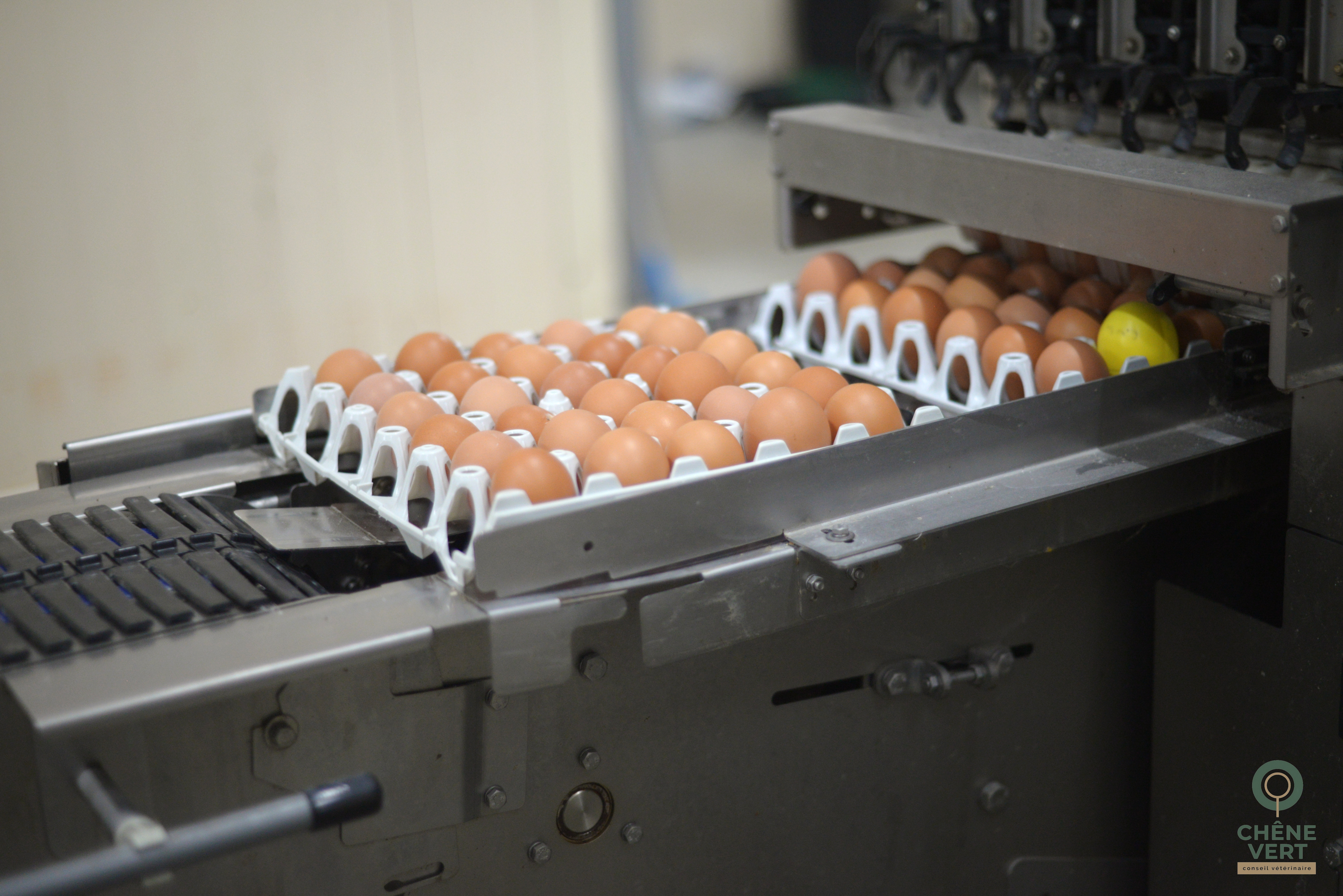 Oeuf électronique sur convoyeur à oeufs_Poules pondeuses_2024.10.31_(7) (1).JPG