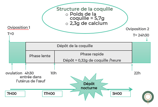 plume verte 72 Figure 2 Chronologie de la formation de la coquille