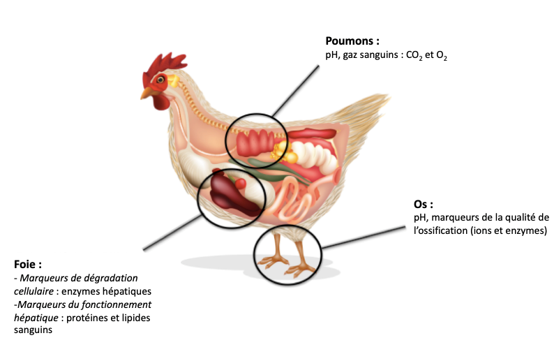 Poule