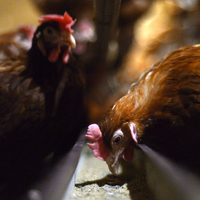 poules