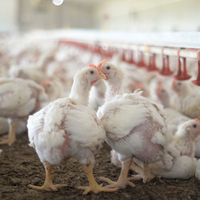 poulets de chair