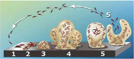 proliferation biofilm