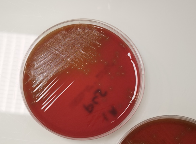 PV74 Colonies de S. pluranimalium après 24 heures d'incubation