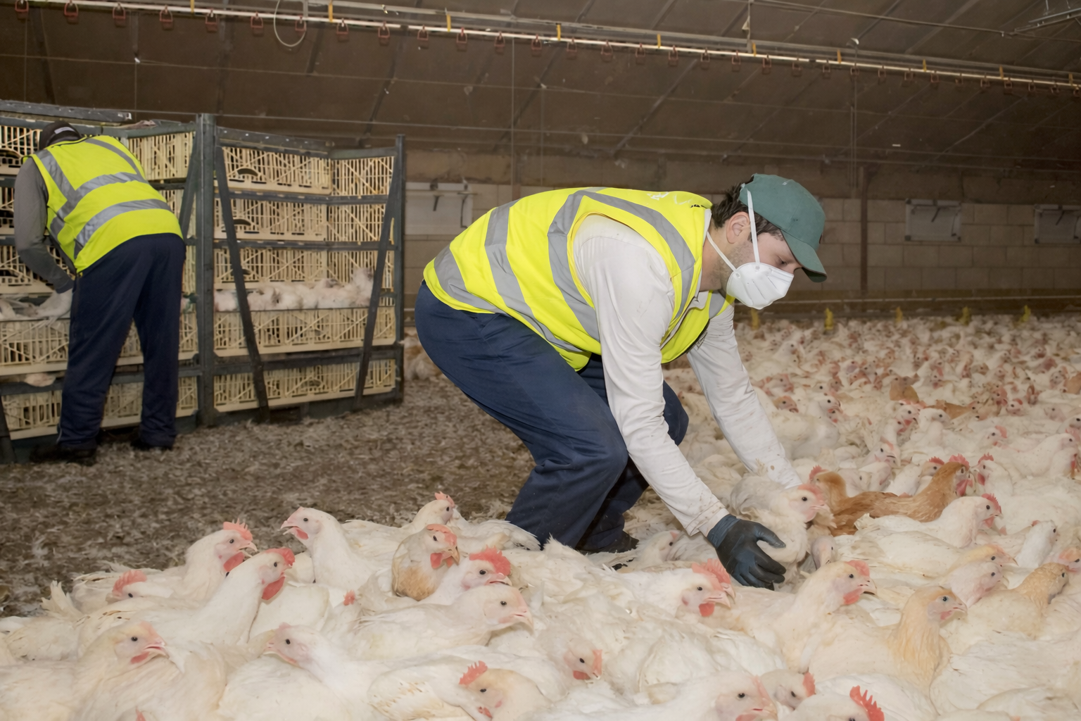 ramassage poulets - photo Chêne Vert retouchée