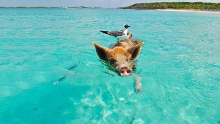 cochon nageur