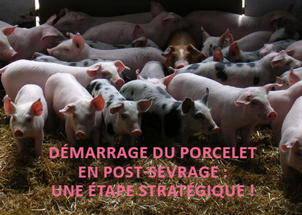 Démarrage du porcelet en post-sevrage : une étape stratégique !