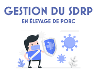 Gestion du SDRP en élevage de porc