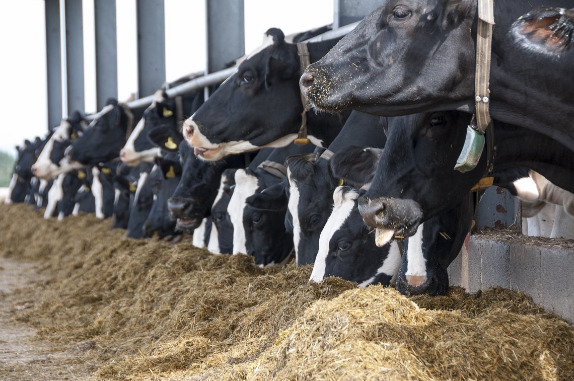 vache alimentation pour site