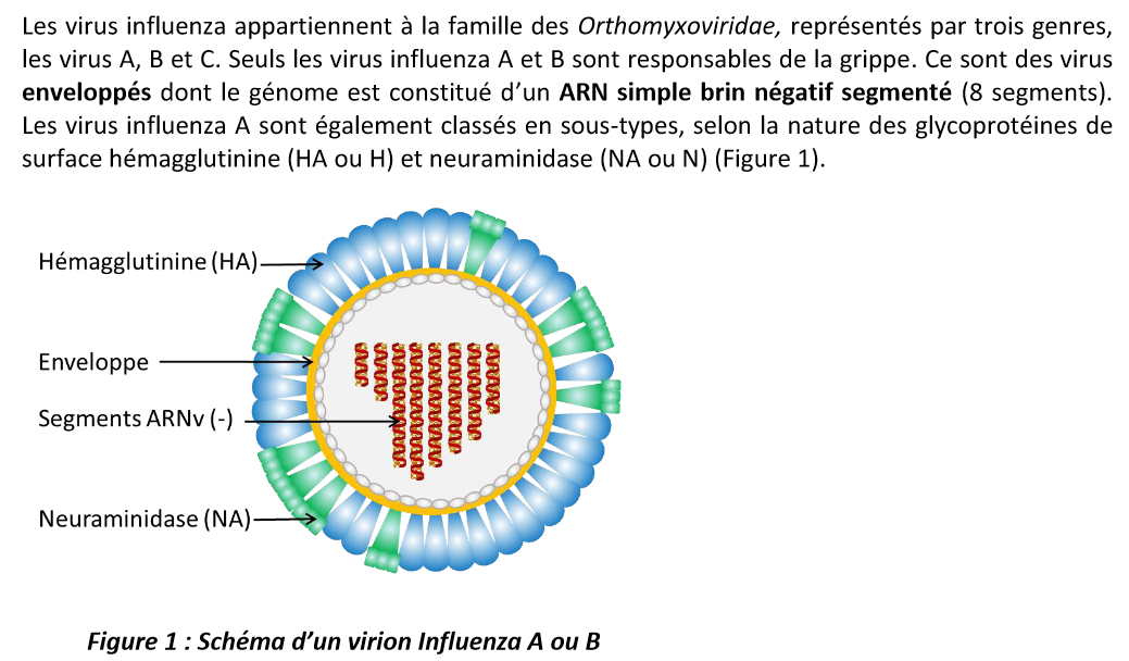 virus